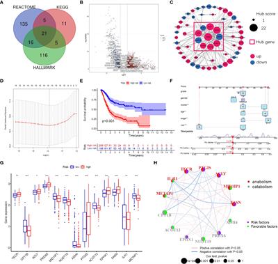 Fatty Acid Synthase Is the Key Regulator of Fatty Acid Metabolism and Is Related to Immunotherapy in Bladder Cancer